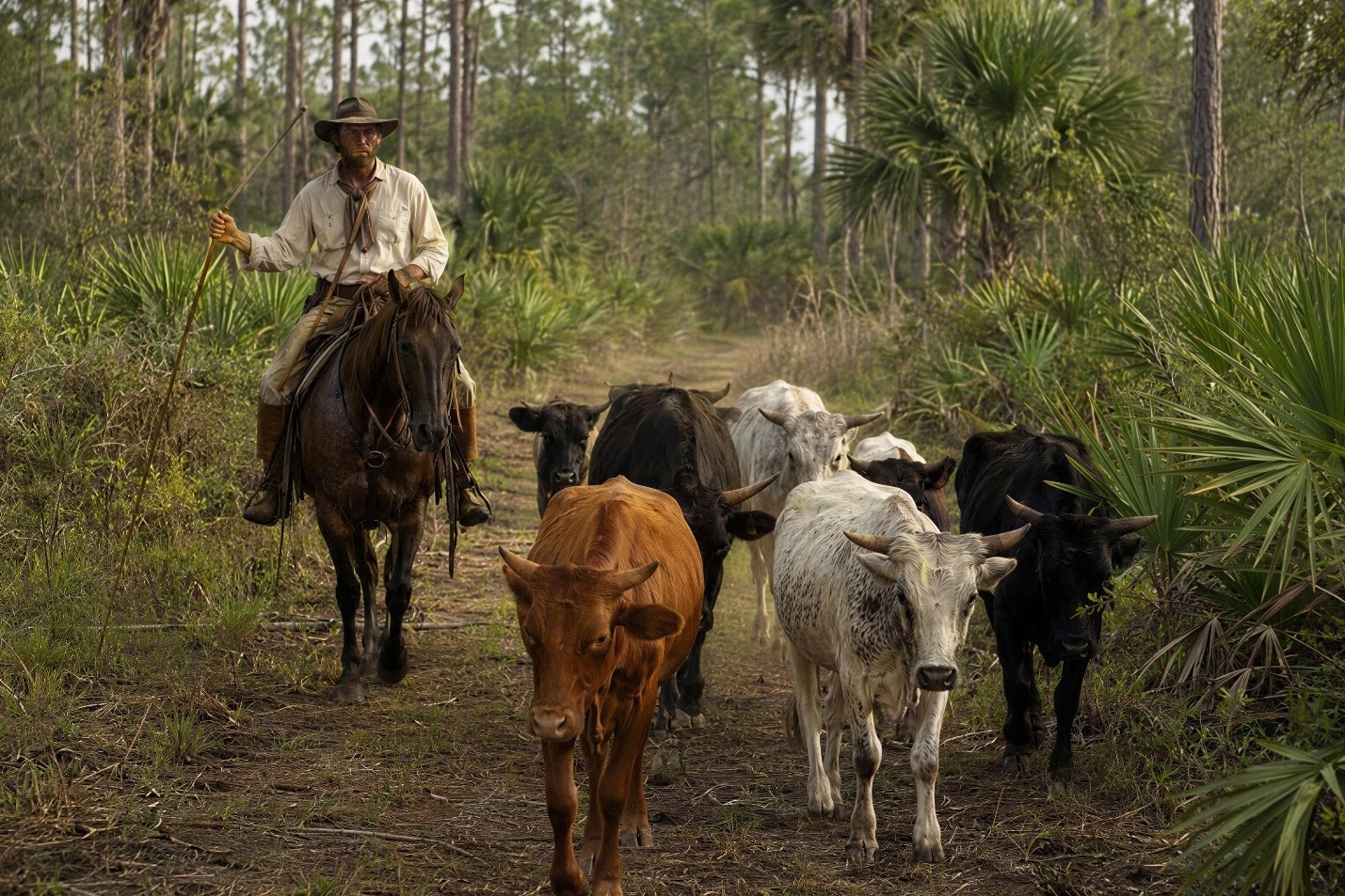 A mounted Florida cowman accompanying cattle through pines and palmettos.